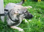 Вира - красивая собака, стерилизована