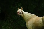 Уран - голубоглазая лошадь. Ищем новый дом