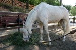 Уран - голубоглазая лошадь. Ищем новый дом