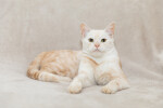 Лисси Рокоссовская - Очень ласковая и красивая кошка
